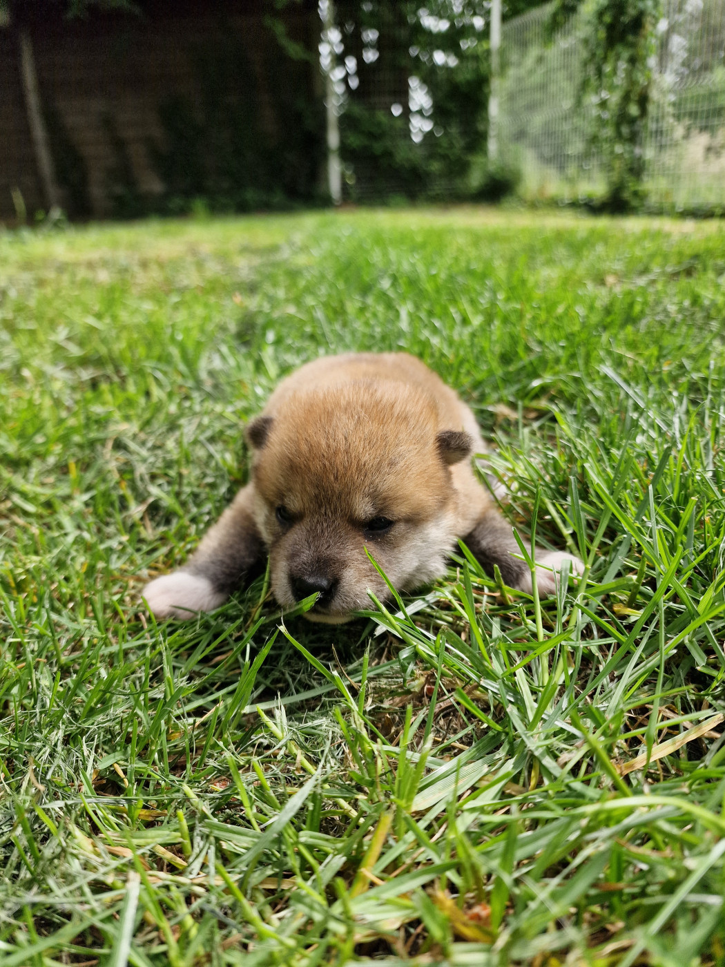 Chiot Shiba Tale's of Kitsune