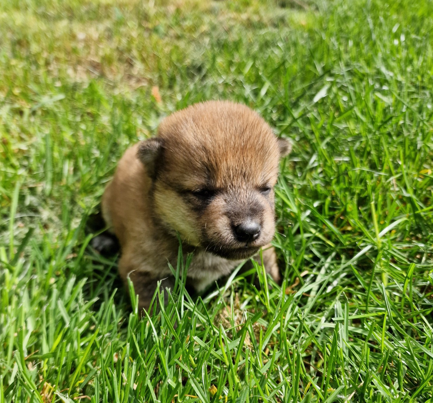 Tale's of Kitsune - Chiots disponibles - Shiba