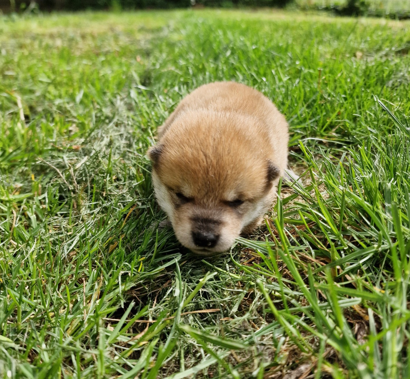 Tale's of Kitsune - Chiots disponibles - Shiba