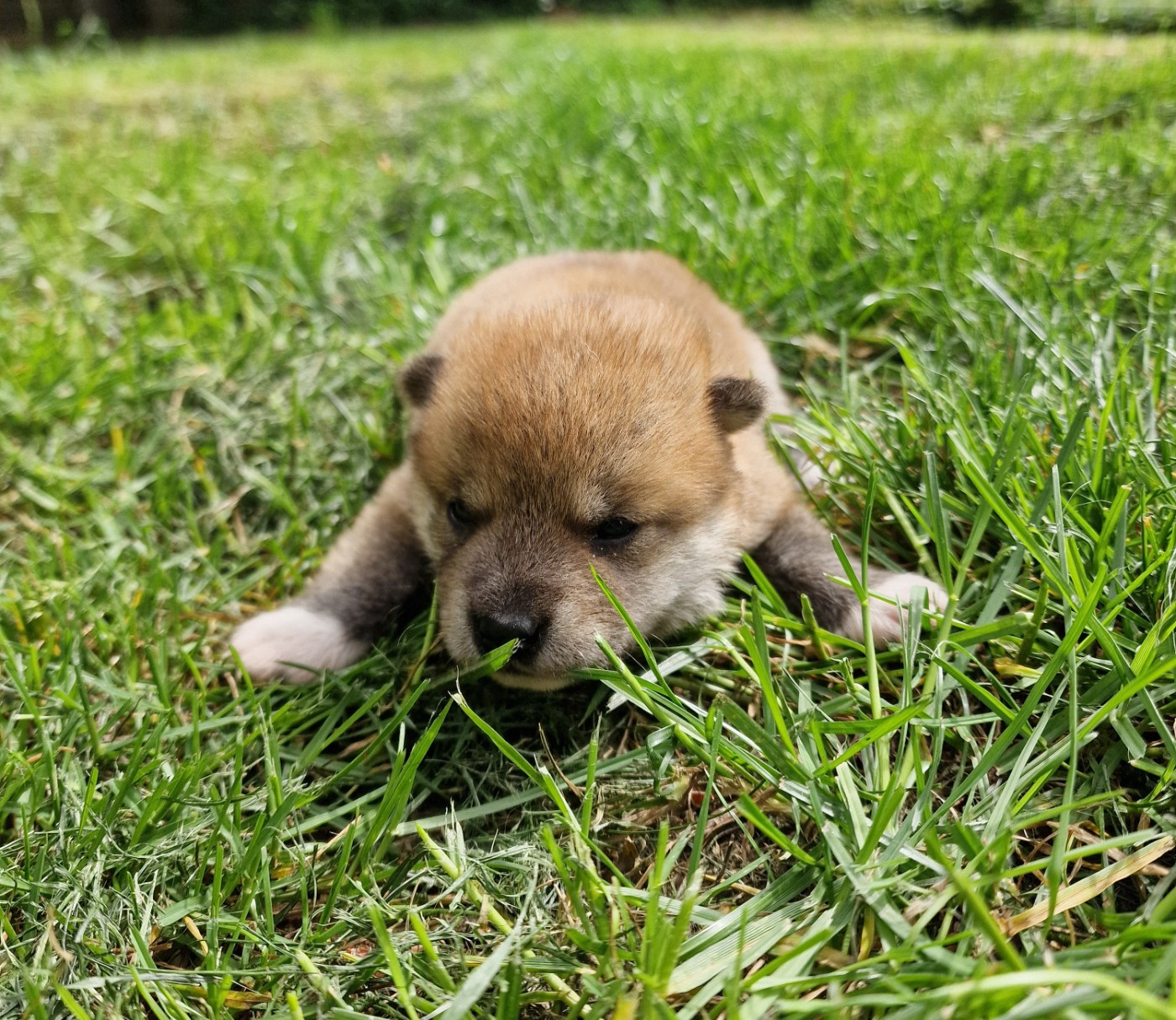 Tale's of Kitsune - Chiots disponibles - Shiba