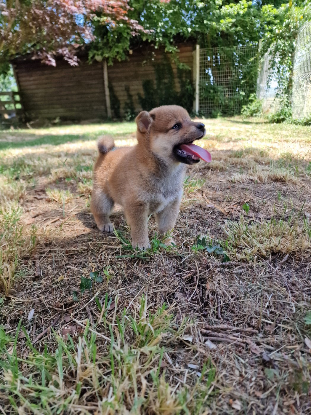Tale's of Kitsune - Chiots disponibles - Shiba