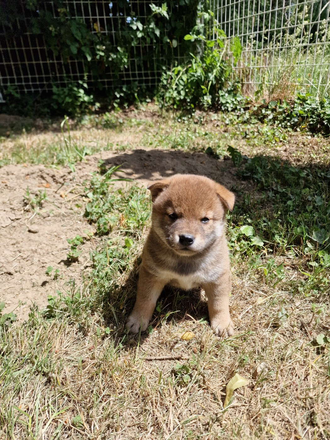 Tale's of Kitsune - Chiots disponibles - Shiba