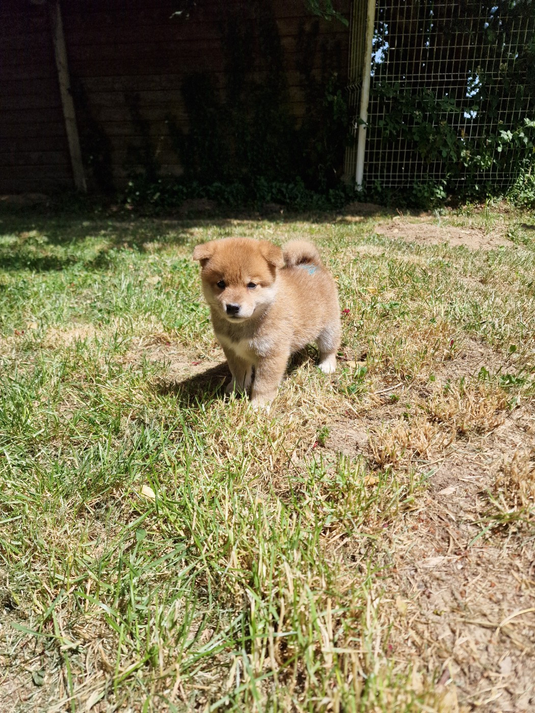 Tale's of Kitsune - Chiots disponibles - Shiba