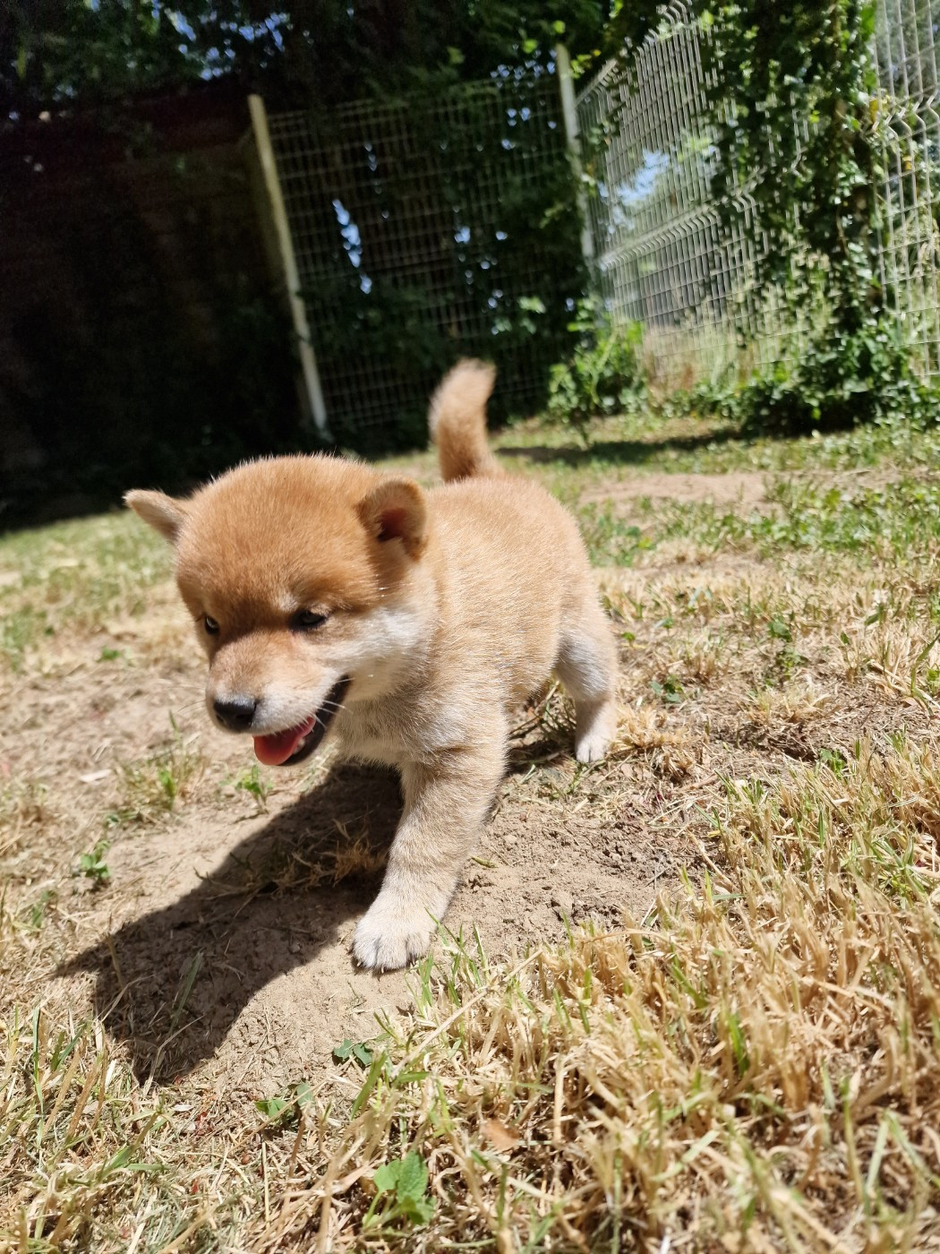 Tale's of Kitsune - Chiots disponibles - Shiba