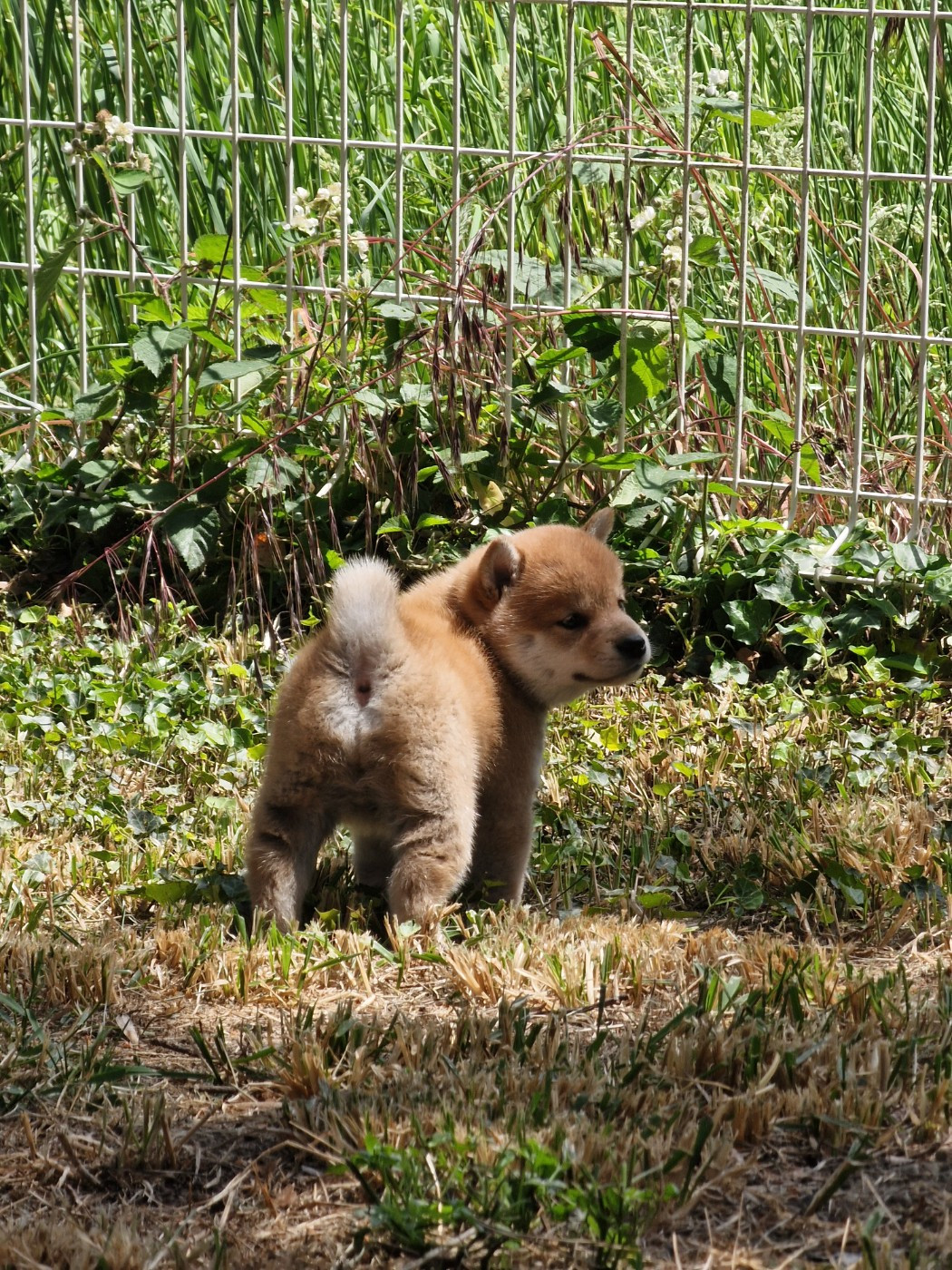 Chiot Shiba Tale's of Kitsune